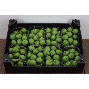 Sier Malusappel Groen Plat X8