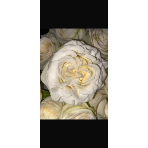 R GR Cotton Xpression