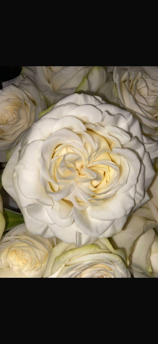 <h4>R GR Cotton Xpression</h4>