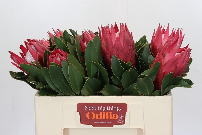 <h4>Protea Cynaroides Madiba</h4>