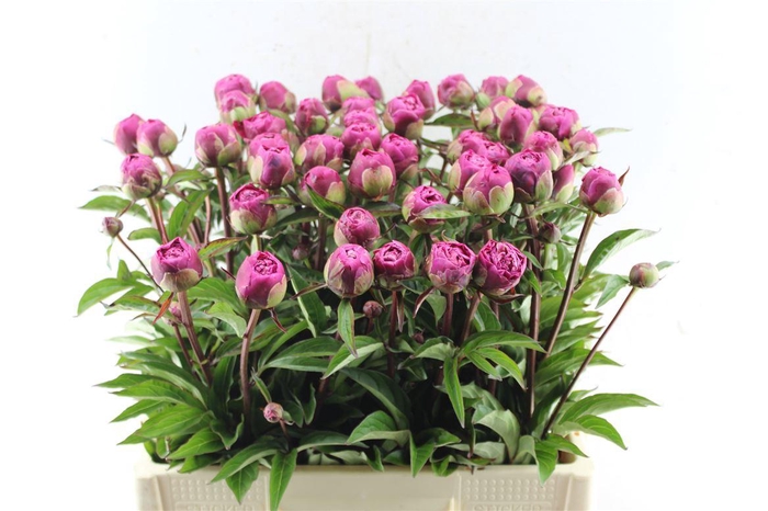 <h4>Paeonia L Karl Rosenf</h4>