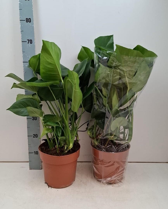 <h4>MONSTERA DELICIOSA</h4>