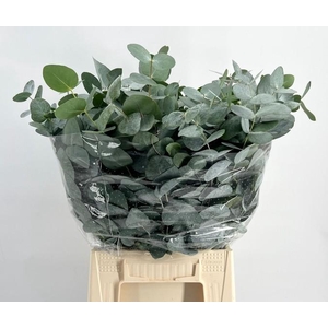 EUC. CINEREA KORT