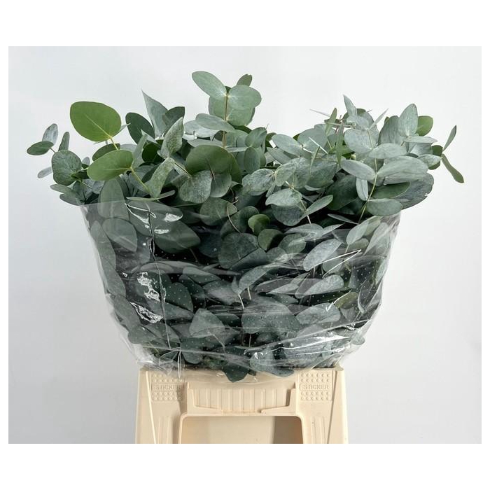 <h4>EUC. CINEREA KORT</h4>