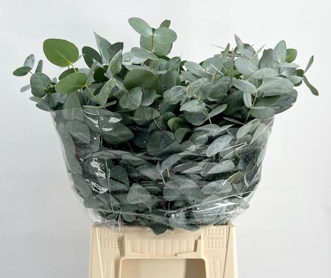 EUC. CINEREA KORT