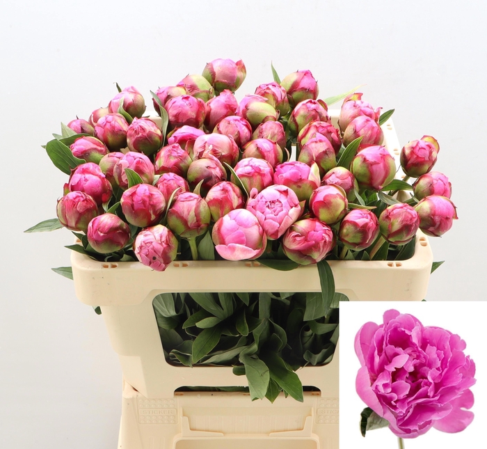 <h4>PAEO L ALEX FLEMING</h4>