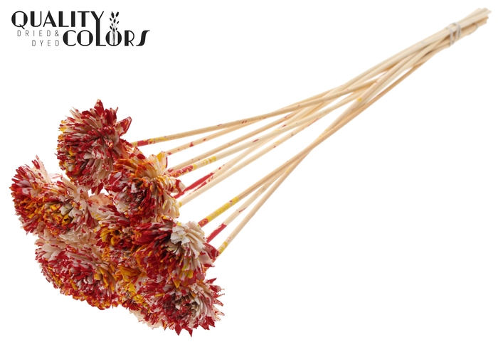 Shola Zinia 6cm on stem Multicolour Red/Yellow