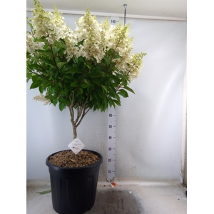 Hydrangea pan.