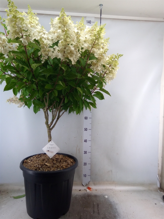 <h4>Hydrangea pan.</h4>