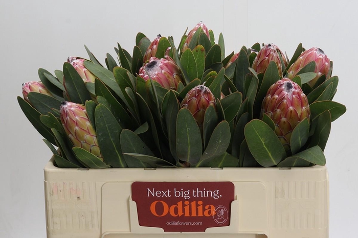 <h4>Protea Susara</h4>