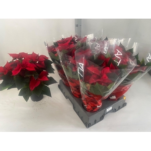 EUPHOR PULCHERRIM OV