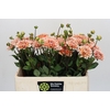 Dahlia Striped Nagano