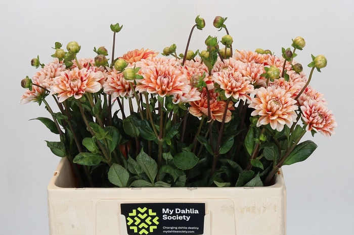 <h4>Dahlia Striped Nagano</h4>