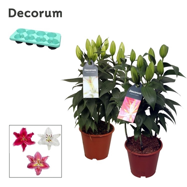 <h4>Lilium Oriental Mix 13cm</h4>