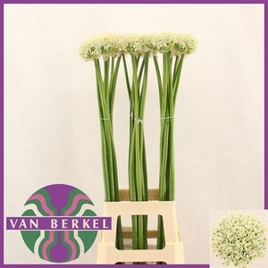 Allium White Giant