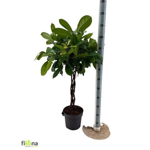 Ficus cyathistipula