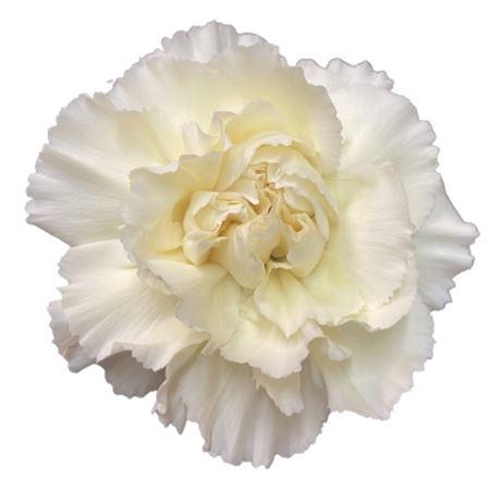 <h4>DI ST CREAM HALO</h4>