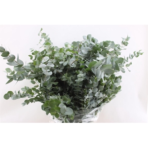 Euc Cinerea (it)