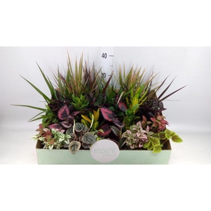 Planten ..mix