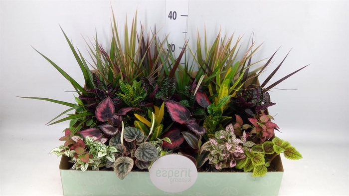 <h4>Planten  ..mix</h4>