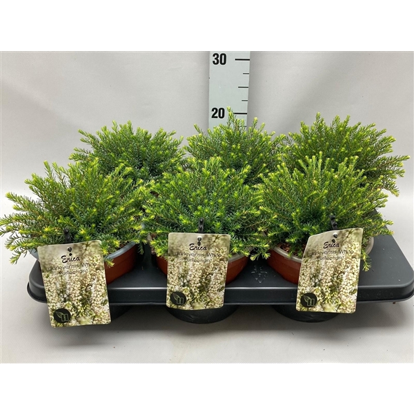 <h4>Erica Darleyensis 'White Perfection' C2 Tray</h4>