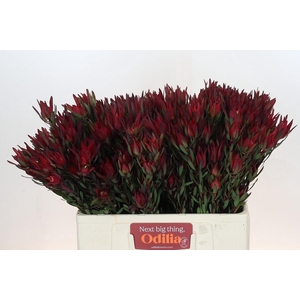 Leucadendron Blush Spray