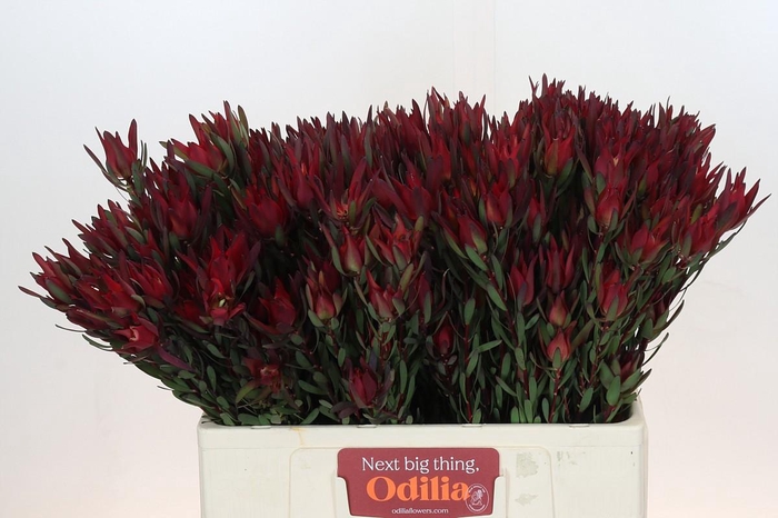 <h4>Leucadendron Blush Spray</h4>