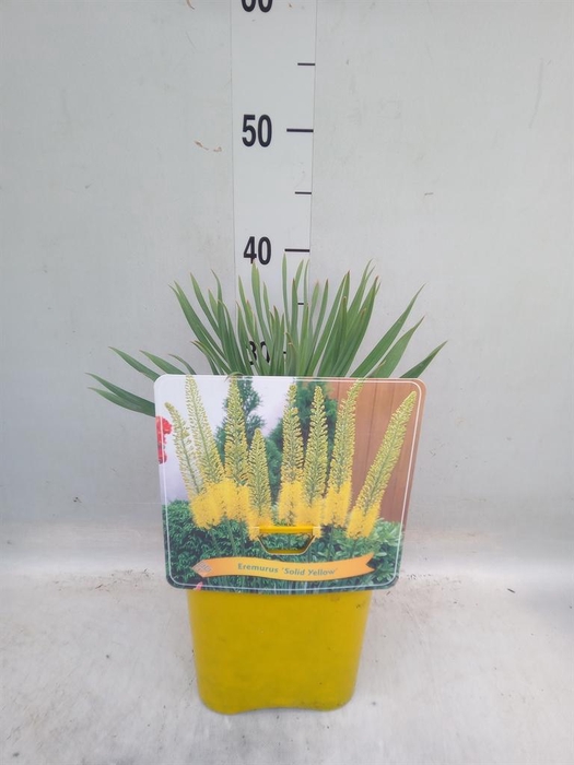 <h4>Eremurus   ...</h4>