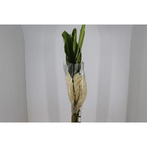 ALPINIA BRANCA