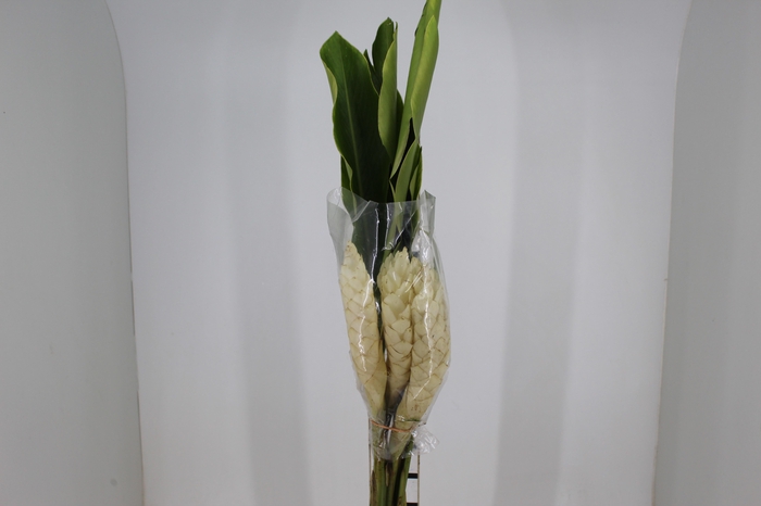 <h4>ALPINIA BRANCA</h4>