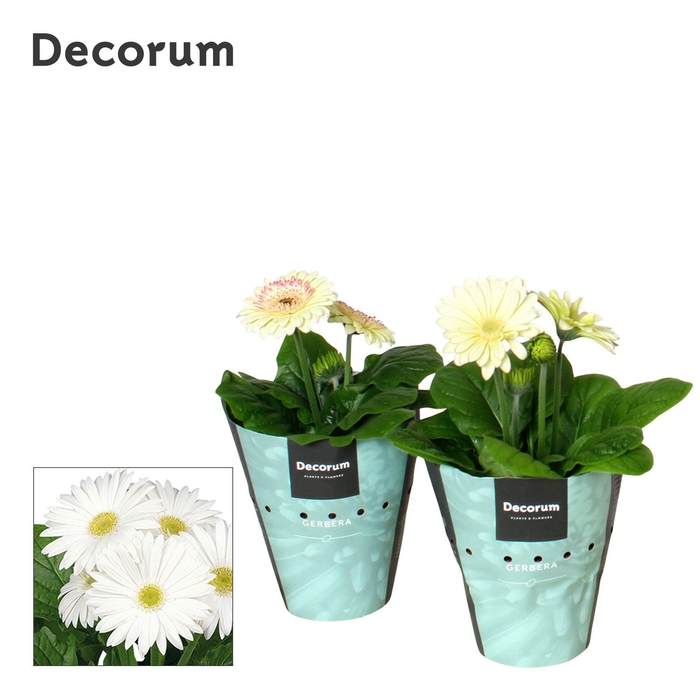 <h4>Gerbera 2+bl. 12cm wit met potcover Decorum</h4>