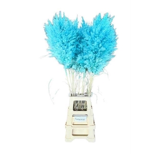 DF Pampas 115cm Light Blue