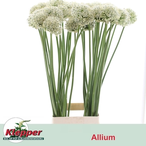 ALLIUM MOUNT EVEREST