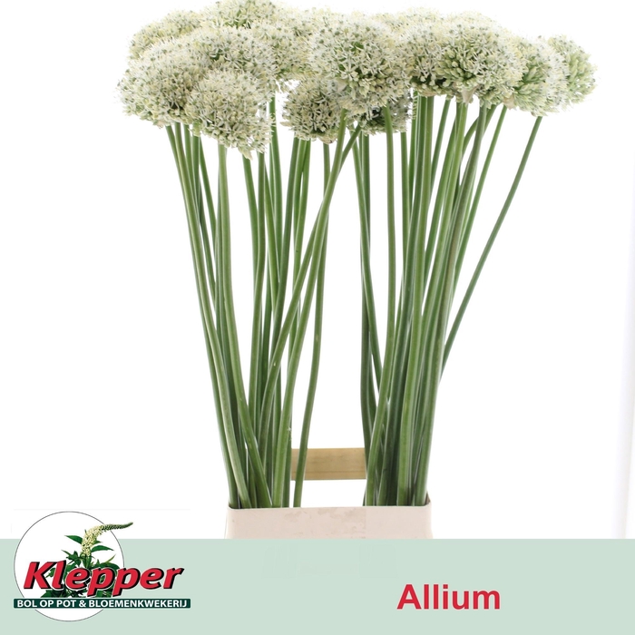 <h4>ALLIUM MOUNT EVEREST</h4>