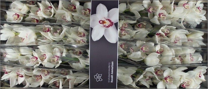 <h4>Cymbidium Mazurka</h4>