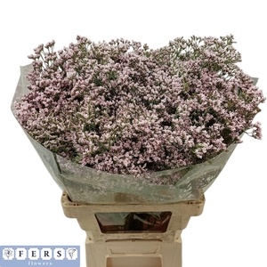 LIM TALL PINK EMILLE