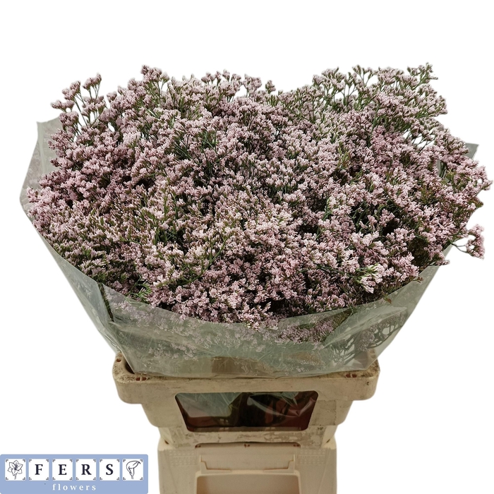 <h4>LIM TALL PINK EMILLE</h4>