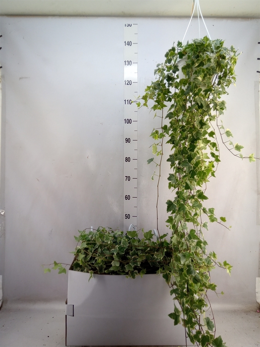 <h4>Hedera helix 'Eva'</h4>