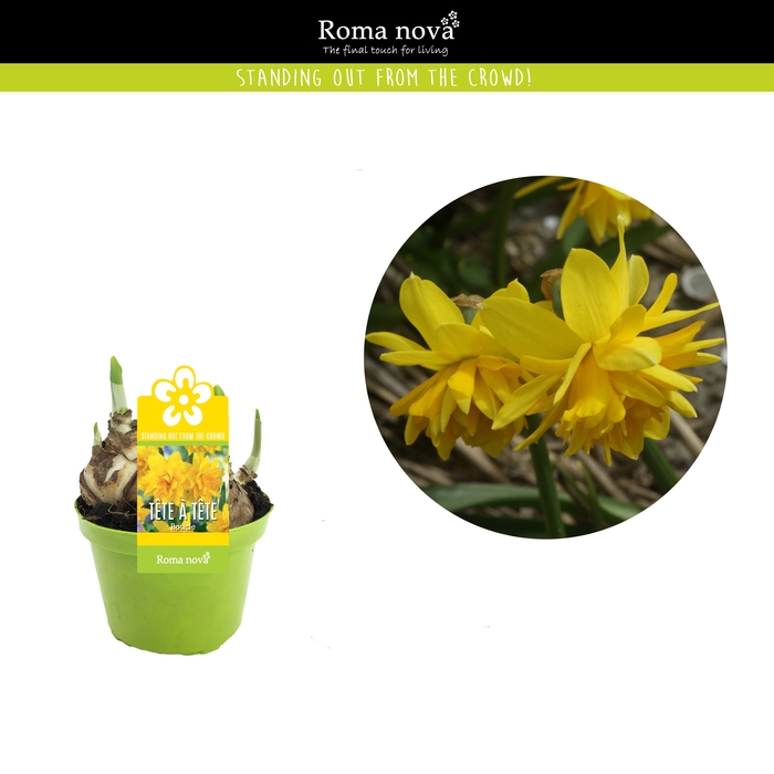 <h4>Narcis Rom Tete Boucle</h4>