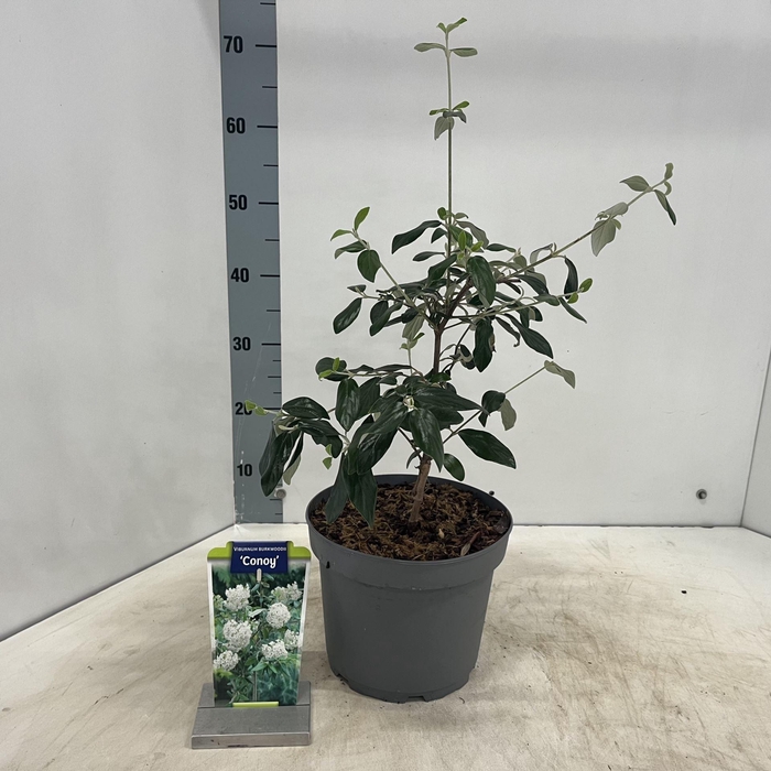 <h4>Viburnum burkwoodii</h4>