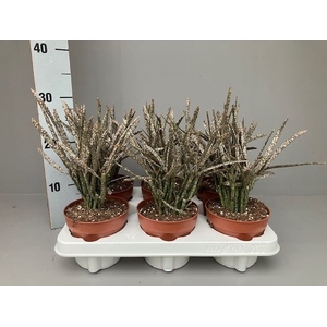 Euphorbia