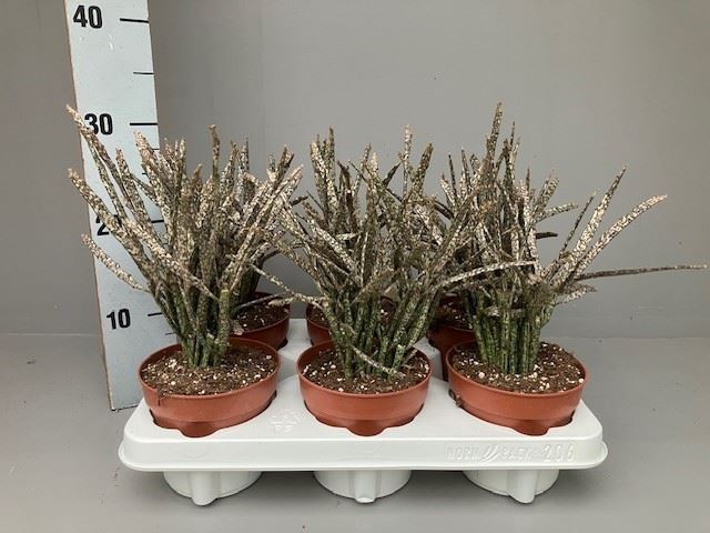 <h4>Euphorbia</h4>