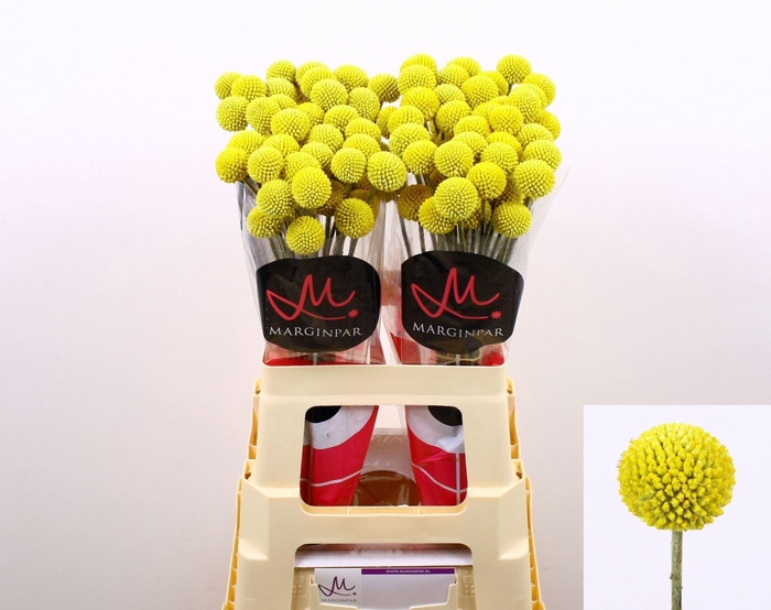 <h4>Craspedia Paintball Pop</h4>
