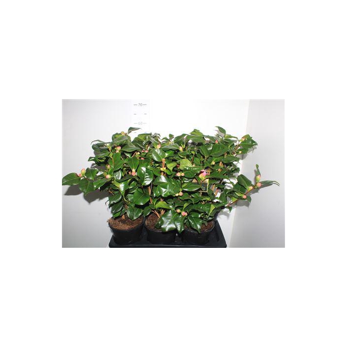 <h4>Came J Dr King 15+</h4>