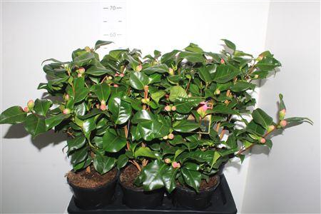 <h4>Came J Dr King 15+</h4>