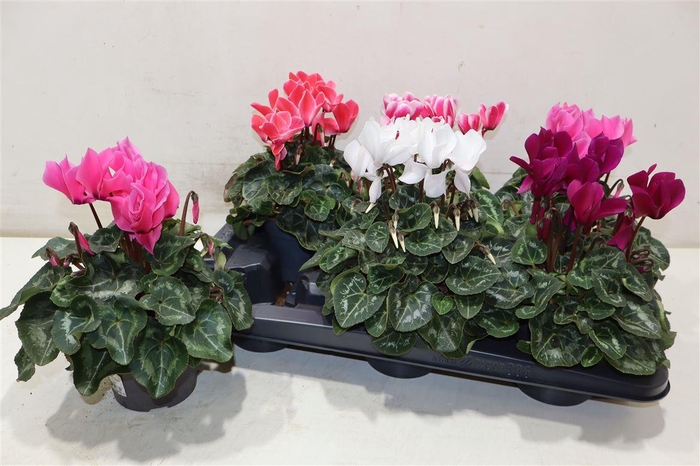 <h4>Cycl Md Sup Allure</h4>