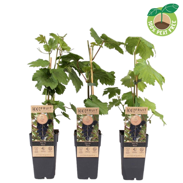 <h4>Vitis overig wit</h4>