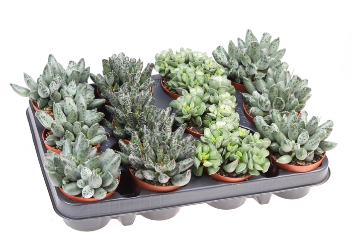 <h4>Adromischus Gemengd</h4>