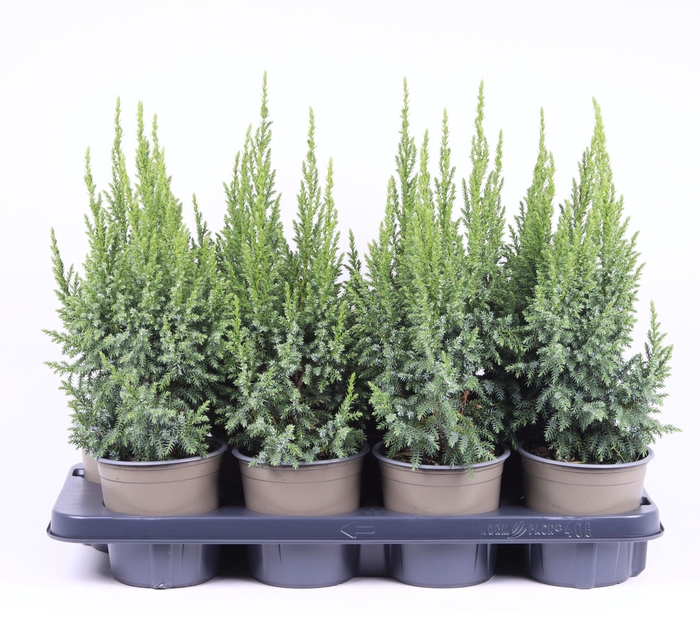 <h4>Juniperus pingii 'Loderi'</h4>