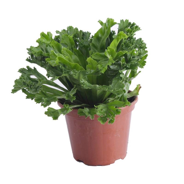 <h4>ASPLENIUM LESLIE P15</h4>